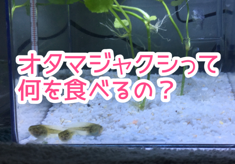 水族館でオタマジャクシの世話と餌の与え方