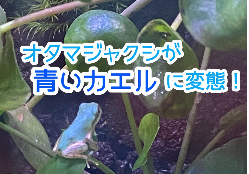 オタマジャクシが青いカエルに変態 カエルさんblog