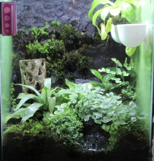 アクアテラリウムで育つ植物 カギは湿度と光 カエルさんblog