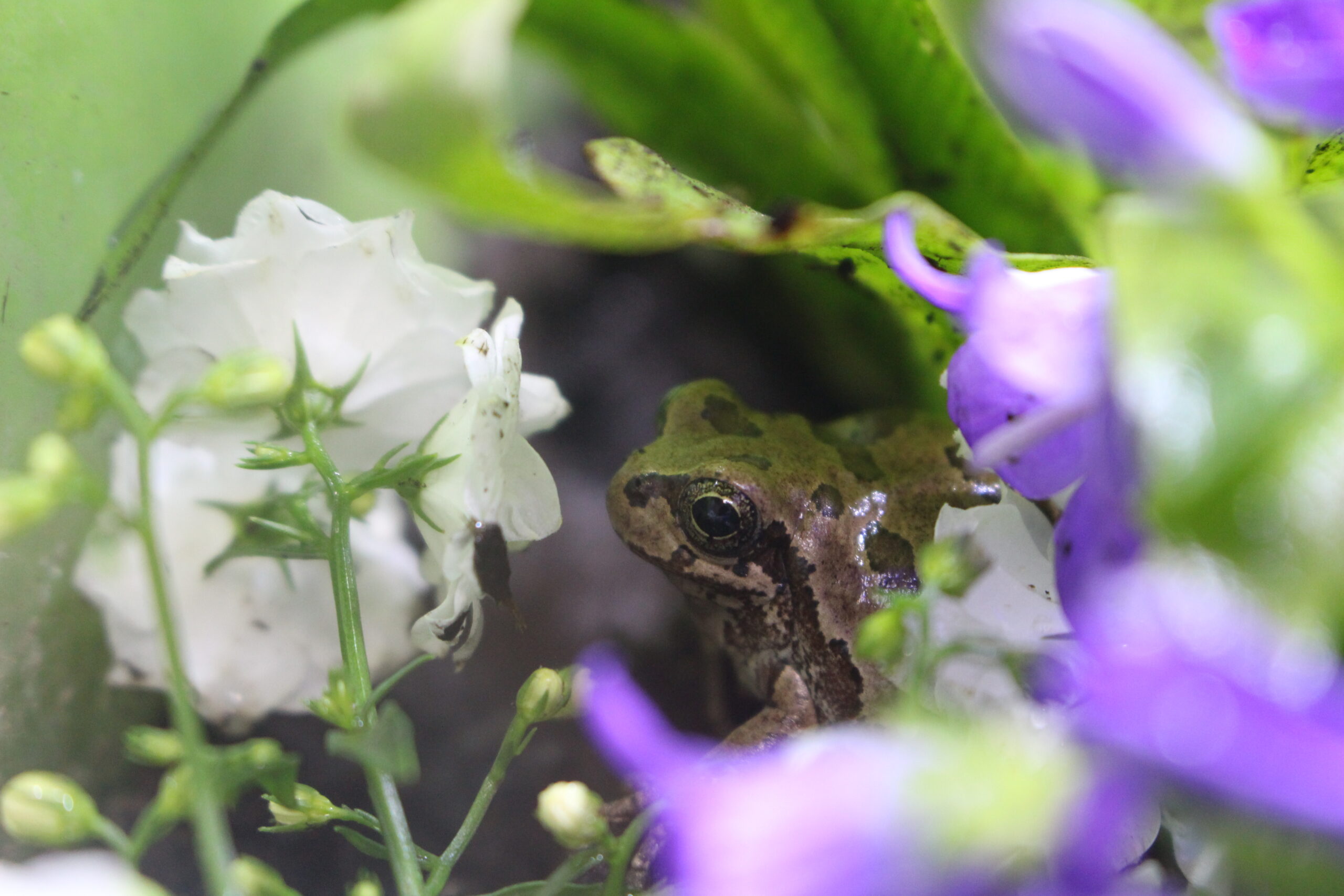 カエルと花のコラボは可愛い カエルさんblog
